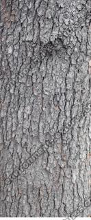 wood tree bark 0001